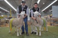 Wingamin 133315 Tr. Reserve Junior Champion ram & Wingamin 133262 Tw. Junior Champion ram at Bendigo in 2014