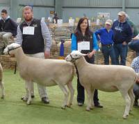 Show ewes 2015. Wingamin 122901 winning ewe over 1 1/2 years at all shows in 2015 with her lamb at foot and Reserve Champion ewe 2015 Royal Adelaide Show and Wingamin 140009 April May class winner pictured at Bendigo Elite WS Show 2015