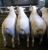 Show team 2016. Winning trio in the Pen of 3 Rams Interbreed competition at the Royal Adelaide Show.