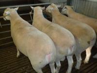 Stud rams 2016 displaying the excellent conformation, carcase shape, muscling and balance that we consistently strive for and produce.