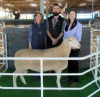 Wingamin 150430. 2nd Top price ram at the SAFBI sale @ $10,500