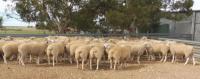 Wingamin flock rams displaying the excellent depth of QUALITY in our breeding program. Full clearance of 119 rams sold on property at auction to a top of $5,000 and averaged $1,499