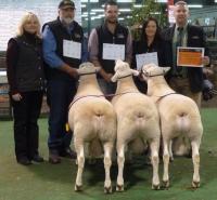 Supreme pen of 3 rams at the 2016 Royal Adelaide Show