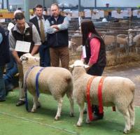 1st and 2nd prize ram lambs, also 1st and 2nd objective measurement class winners at the 2016 Royal Adelaide Show.