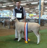 Wingamin 150803 Champion ewe 2016 Royal Adelaide Show. Young, milk tooth August class winner