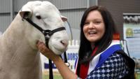 Wingamin 150402 Senior Champion, Grand Champion ram and Supreme White Suffolk Exhibit, Australian Sheep and Wool Show, Bendigo 2016