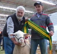 Wingamin 150705 Junior Champion ram, Australian Sheep and Wool Show 2016