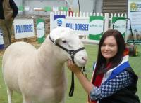 Wingamin 150402 T Senior Champion ram, Grand Champion ram and Supreme White Suffolk Exhibit, Australian Sheep and Wool Show 2016