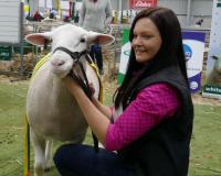 Wingamin 161200 Reserve Champion Ewe at the Australian Sheep and Wool Show, Bendigo and Reserve Champion ewe 2017 Royal Adelaide Show