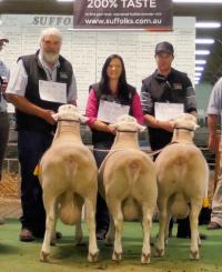 Winning trio of 3 White Suffolk rams in the Interbreed Judging at the 2017 Royal Adelaide Show.