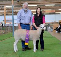 Wingamin 161200 young milk tooth ewe. Reserve Champion Ewe 2017 Royal Adelaide Show