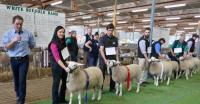 Wingamin171273 1st prize ewe lamb and objective measurement class winner 2017 Royal Adelaide Show. Also went on to win Champion ewe and Supreme Shortwool ewe at the 2018 Royal Adelaide Show