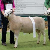 Wingamin 160888. 3rd Bendigo, 2nd Hamilton & Adelaide. Scanned with a whopping 55 emd at Hamilton Sheepvention. Son of W 140384 out of a Wingamin "Trifecta" daughter.