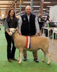 Wingamin 171273 Champion ewe and Supreme Short wool ewe 2018 Royal Adelaide Show with judge Paul Day