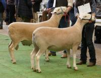 Wingamin 171273 during judging. Champion ewe at both major shows attended in 2018 and 1st prize ewe lamb and objective measurement class winner in 2017