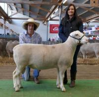 Wingamin 171489 1st July class at both Hamilton Sheepvention and the 2018 Royal Adelaide Show, sold to Charles Rowett, Ulandi North stud for $7,000 at the Royal Adelaide Elite sale.