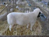 Wingamin 171371 at the 2018 Royal Adelaide Show. Full semen rights retained at Wingamin. 1st progeny available in 2019.