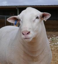 Wingamin 171371. True White Suffolk breed type and packed full of muscle. Sold privately for $15,000