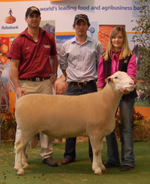 WINGAMIN 101961 - Reserve Senior Champion Ram 2011 Royal Adelaide Show