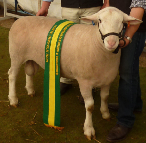 Wingamin102010 Senior Champion Ram - Bendigo 2011