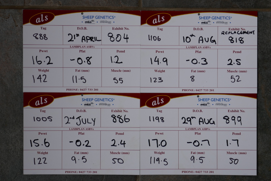 Outstanding raw data on our entire show team including our 3 keeper rams - Wingamin 161005, Wingamin 161106 & Wingamin 161198 and also Wingamin 160888 with a whopping 55 emd who sold to Max & Trudy Treweek, Lauridale Stud. The scan data pictured was taken at Hamilton Sheepvention in August 2017.