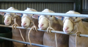 Wingamin Rams - Australian Sheep and Wool Show 2016