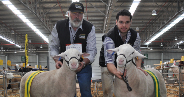 Sons of Detpa Grove 110452 - Champion & Reserve Champion Junior Rams, Australian Sheep and Wool Show, Bendigo 2014.