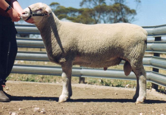 DETPA GROVE 020427 Twin brother to FAIR DINKUM ($35,000)