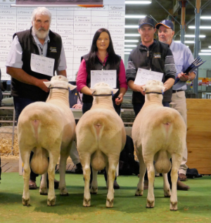 Winning Pen of 3 Rams. All sired by Wingamin 140384. Wingamin 160881 Wingamin 160927 Wingamin 160888