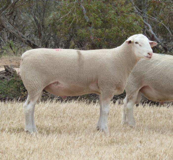 KURRALEA 130304 NEW FOR 2014! 1st in the pairs at Bendigo Elite Show and Sale, 2014. Sired by Detpa Grove 110522 out of an Anden 07007 ($28,500) daughter. Sired our winning Sires Progeny Group and Pen of 2 rams at all 3 major shows attended in 2016.