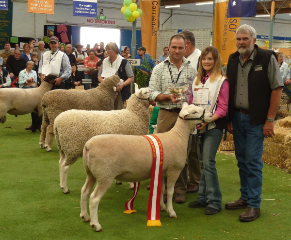 P1080161 - Champion White Suffolk Ewe & Supreme White Suffolk Exhibit Royal Adelaide Show 2011