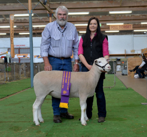 Wingamin 161200 Reserve Champion ewe at Bendigo and the Royal Adelaide Show 2017