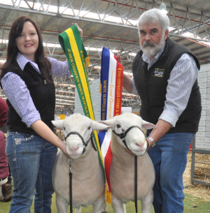 Senior Junior Bendigo 2015 300 px (Left) Wingamin 140302 Junior Champion ram (Right) Wingamin 140180 Senior Champion ram at the Australian Sheep and Wool Show.