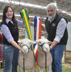 (Left) Wingamin 140302 Junior Champion ram (Right) Wingamin 140180 Senior Champion ram at the Australian Sheep and Wool Show.