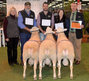 Supreme Interbreed Pen of 3 Rams 2016 Royal Adelaide Show