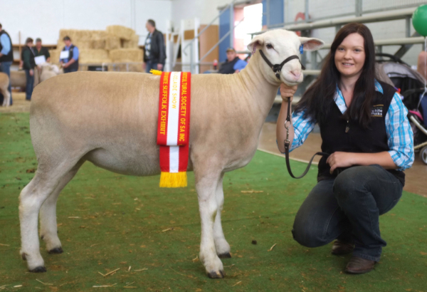 Wingamin 122901. Champion ewe at Bendigo, Hamilton and the Royal Adelaide Show. Supreme Shortwool ewe at Hamilton Sheepvention and Supreme White Suffolk Exhibit and Reserve Supreme Shortwool ewe at the 2013 Royal Adelaide Show.