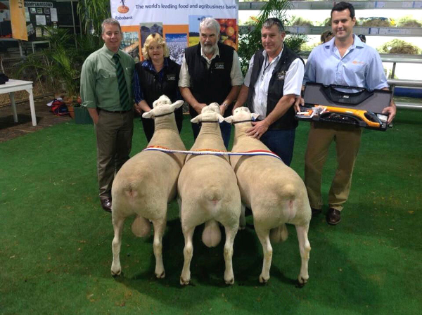 Wingamin 122676 (Senior Champion ram, Hamilton Sheepvention) Wingamin 122814 and Wingamin 122714 (Senior Champion ram & Supreme White Suffolk Exhibit, Bendigo. Retained in our stud) Winners of the Interbreed Pen of 3 rams competition.