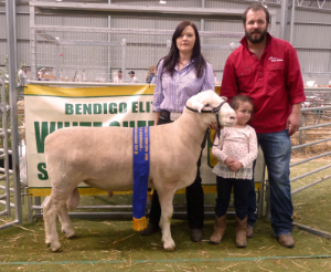 Wingamin 140110 at the Bendigo Elite White Suffolk Show and Sale.