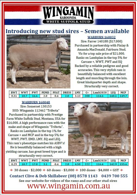 Warburn 160032 & 160048 Exciting new genetics to complement our flock in 2018. Semen available.