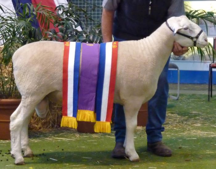 WINGAMIN 081378 Grand Champion White Suffolk and Reserve Supreme Shortwool, 2009 Royal Adelaide Show