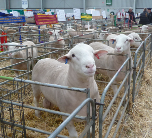 Wingamin 140110 Wingamin 140180 pair 300px Winning pair of rams. Wingamin 140110 & Wingamin 140180