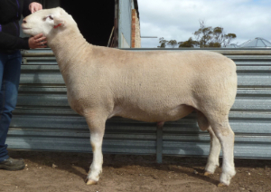 Wingamin 140384 300px1 Wingamin 140384 Junior Champion ram, Hamilton Sheepvention (retained in our stud)