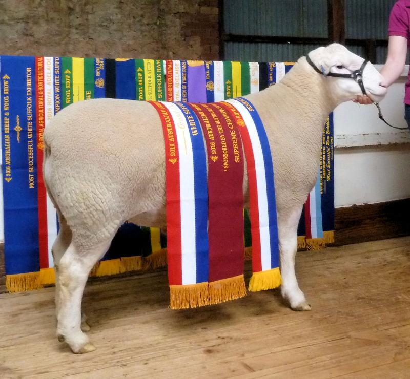 Wingamin 150402 Tw. Unbeaten Senior Champion ram at all 3 major shows attended in 2016. Sired by Wingamin 122714.