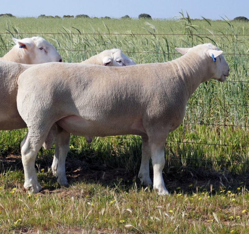 Wingamin 161198 "TANKER" Son of Wingamin 140384 retained in stud for his excellent length of loin and deep, muscular hindquarter. Show career cut short due to injury. 2nd in the Lambplan Trade class at Hamilton Sheepvention in 2017 with Wingamin BUSTER