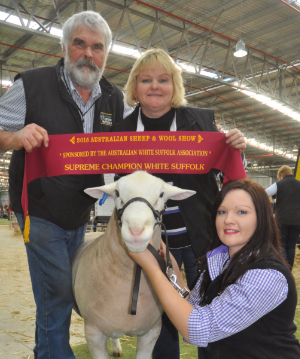 Wingamin 140384 Junior Champion ram, Hamilton Sheepvention (retained in our stud)