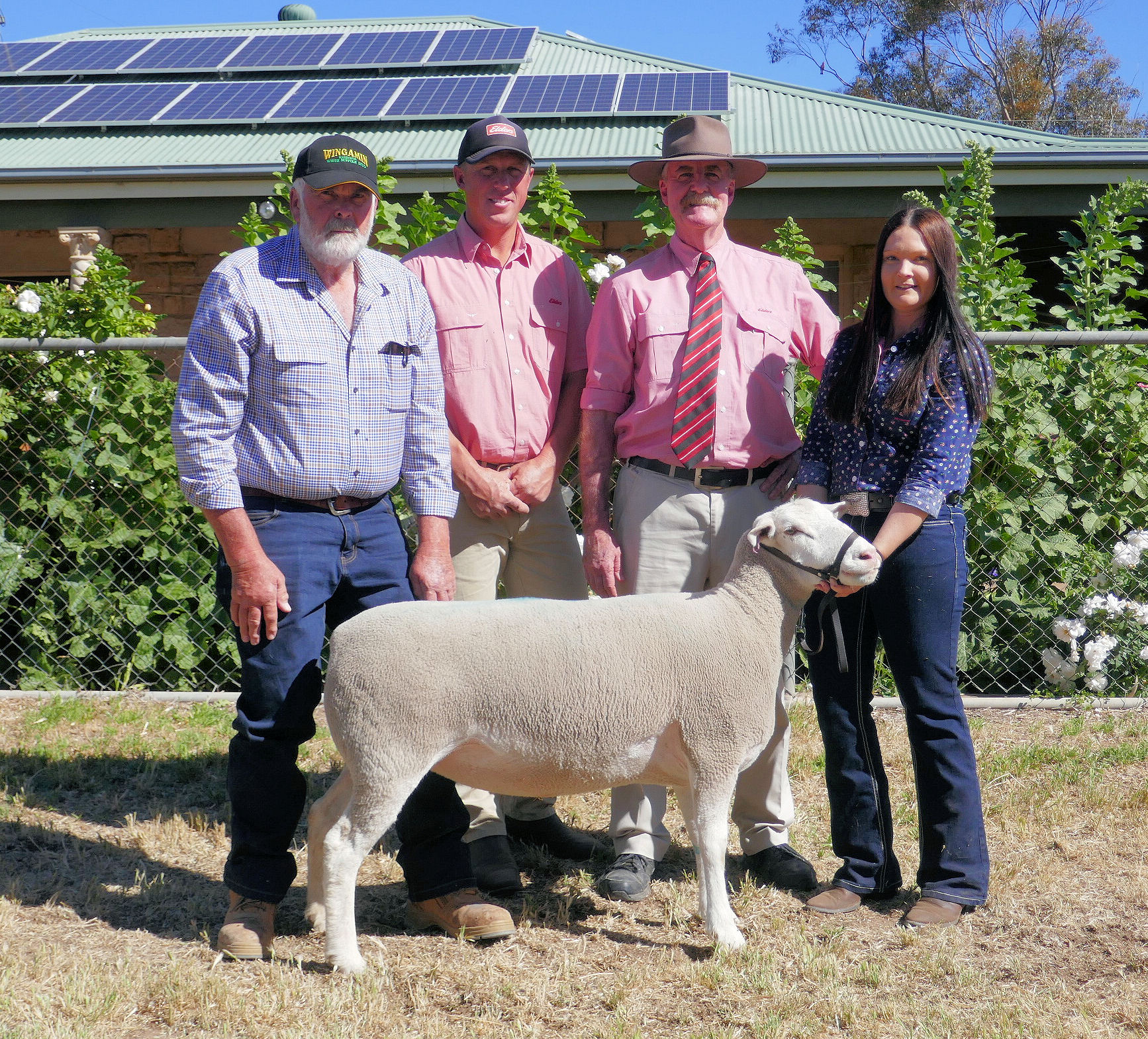 Wingamin 202749 3rd top price ewe $6,000 sold to Will Milroy and Dean Cameron