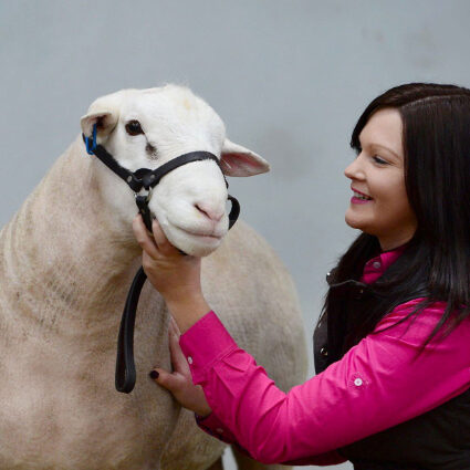 Wingamin produces high quality stud and commercial rams for prime lamb production.