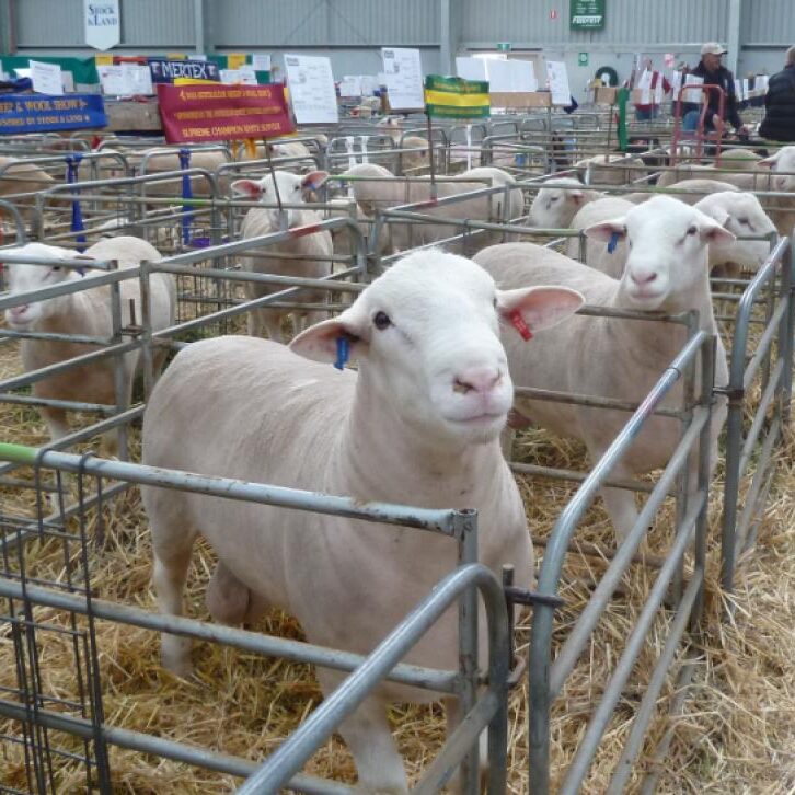 Wingamin produces high quality stud and commercial rams for prime lamb production.