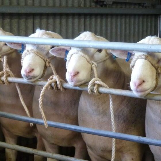 Wingamin produces high quality stud and commercial rams for prime lamb production.